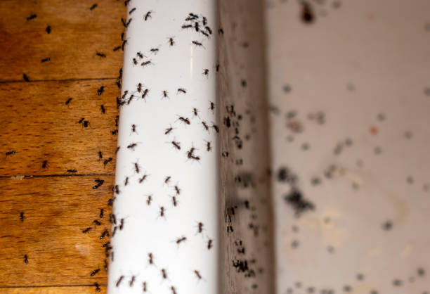 Best Ant Control Services  in Port Monmouth, NJ